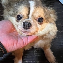ぽっちゃりチワワくん