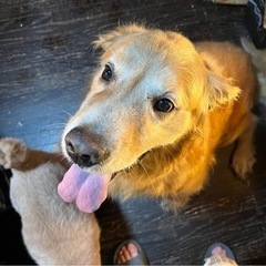 遊ぶの大好きゴールデンちゃん