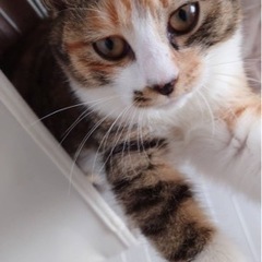 🌸🐈三毛猫の可愛い女の子🐈🌸譲渡