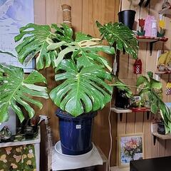 斑入りモンステラ