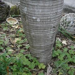 ヤシの木　トックリヤシの画像