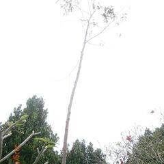 ユーカリの木　レモンマートル