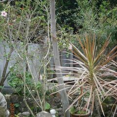 ユーカリの木　レモンマートルの画像