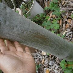 ユーカリの木　レモンマートルの画像