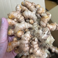 至急❣️秋ウコン（生ウコン）無料でお譲りします（あとおひとり様募集中）の画像