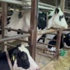 牧場 仔牛育成 搾乳 清掃 給仕等