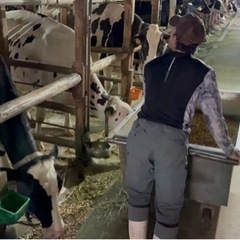 牧場 仔牛育成 搾乳 清掃 給仕等の画像