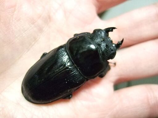 佐賀産オオクワガタ ♀50ミリ