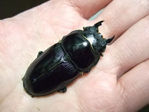 佐賀産オオクワガタ ♀51.3ミリ