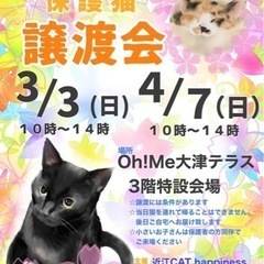 3月3日(日) 保護猫の譲渡会🐈