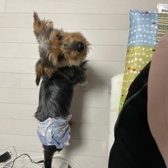（お話し合い中）ミニチュアダックス×ヨークシャテリア ５歳 男の子 − 長崎県