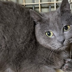 🌸🐈ブリティッシュ風グレーの仔猫🐈🌸譲渡