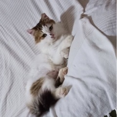 お話し中　里親募集　 - 猫