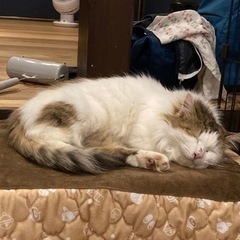 お話し中　里親募集　の画像