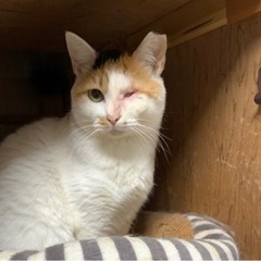 🌸🐈片目の三毛猫さん🐈🌸 − 大分県