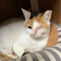 🌸🐈片目の三毛猫さん🐈🌸 - 大分市