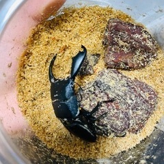 国産、外国産クワガタ色々まとめ売り