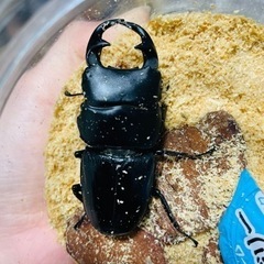 国産、外国産クワガタ色々まとめ売りの画像