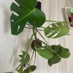 観葉植物