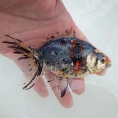 ✨浅葱バツグン 🐟国産キャリコ琉金　約１１センチ 水槽飼育横見も...