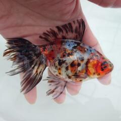 完売🙇✨キャリコ柄バツグン 🐟国産キャリコ琉金　約１１センチ 水...