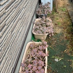 多肉植物  秋麗の画像