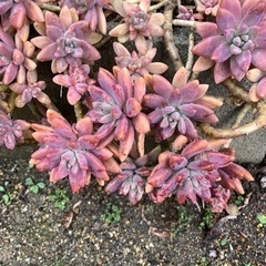 多肉植物  秋麗の画像