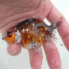 完売🙇✨キャリコ柄バツグン 🐟国産キャリコ琉金　約９センチ 水槽飼育横見もオススメ✨安心現物販売❗№３の画像