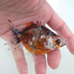 完売🙇✨キャリコ柄バツグン 🐟国産キャリコ琉金　約９センチ 水槽...