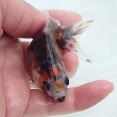 完売🙇✨キャリコ柄バツグン 🐟国産キャリコ琉金　約９センチ 水槽飼育横見もオススメ✨安心現物販売❗№３の画像