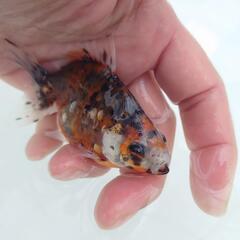 完売🙇✨キャリコ柄バツグン 🐟国産キャリコ琉金　約９センチ 水槽飼育横見もオススメ✨安心現物販売❗№３の画像