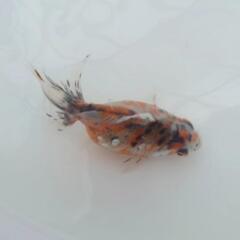 完売🙇✨キャリコ柄バツグン 🐟国産キャリコ琉金　約９センチ 水槽飼育横見もオススメ✨安心現物販売❗№３の画像