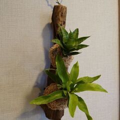 多肉＆着生植物 2種流木付け(サンスベリア、アスプレニウム)の画像
