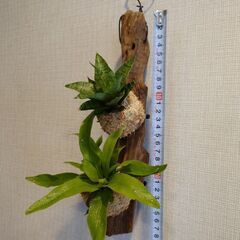 多肉＆着生植物 2種流木付け(サンスベリア、アスプレニウム)の画像