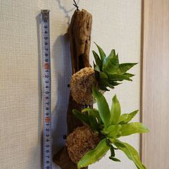 多肉＆着生植物 2種流木付け(サンスベリア、アスプレニウム)の画像
