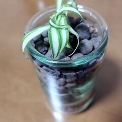 オリヅルラン　植物　観葉植物