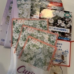 かすみそうのたね
