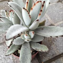 ☆多肉植物　カランコエ属月兎耳