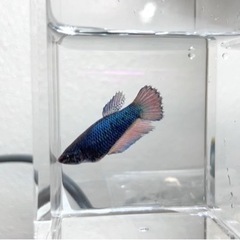 トラディショナルベタ♀