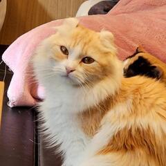猫好きな人