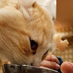 猫好きな人 - メンバー募集