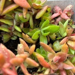 多肉植物