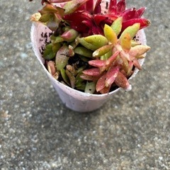 多肉植物の画像