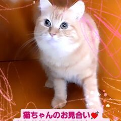 3/3(日)譲渡会♪9月生サイベリアン♀レッドタビー (⋈◍＞◡...