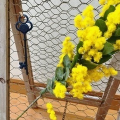 お取引様決定　ナチュラル雑貨　ミモザの飾りの画像