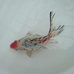 完売🙇🐟レア❗国産キャリコ琉金　珍しい一枚尾　約15センチ前後 水槽飼育横見もオススメ✨安心現物販売❗№4の画像