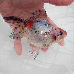 完売🙇🐟レア❗国産キャリコ琉金　珍しい一枚尾　約15センチ前後 ...