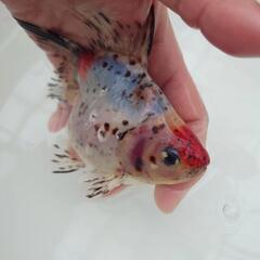完売🙇🐟レア❗国産キャリコ琉金　珍しい一枚尾　約15センチ前後 水槽飼育横見もオススメ✨安心現物販売❗№4の画像