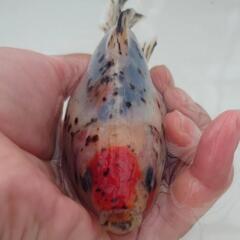 完売🙇🐟レア❗国産キャリコ琉金　珍しい一枚尾　約15センチ前後 水槽飼育横見もオススメ✨安心現物販売❗№4の画像