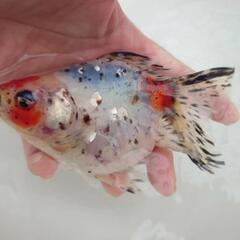 完売🙇🐟レア❗国産キャリコ琉金　珍しい一枚尾　約15センチ前後 水槽飼育横見もオススメ✨安心現物販売❗№4の画像